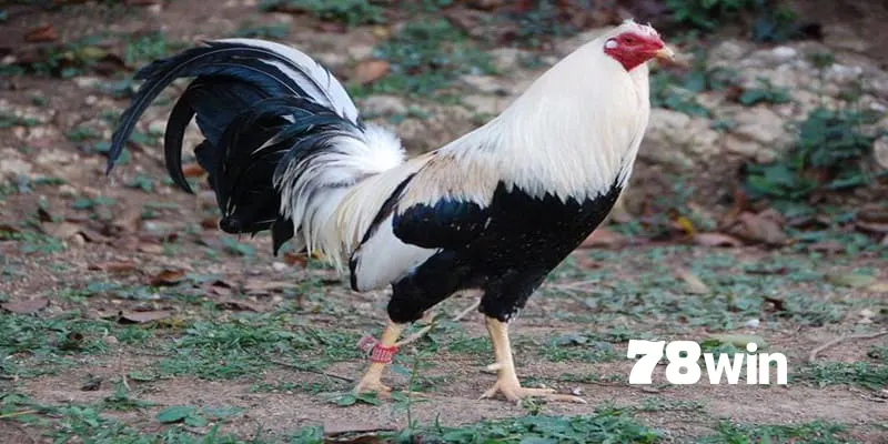 Gà tre cảnh - Hút mắt người chơi bởi bộ lông sặc sỡ