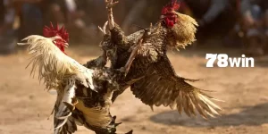 cách thả gà đá cựa sắt 78win
